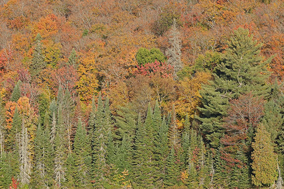 Fall colour in Algonquin Park on October 1, 2025 Fall colour in Algonquin Park on October 1, 2025