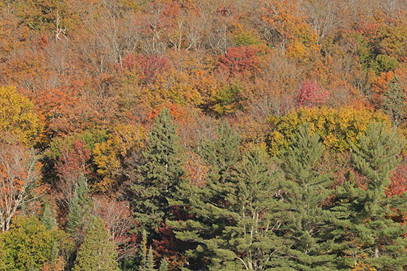 Fall colour in Algonquin Park on October 1, 2025 Fall colour in Algonquin Park on October 1, 2025