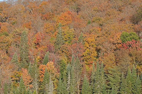 Along Highway 60 in Algonquin Park on October 1, 2025 Along Highway 60 in Algonquin Park on October 1, 2025