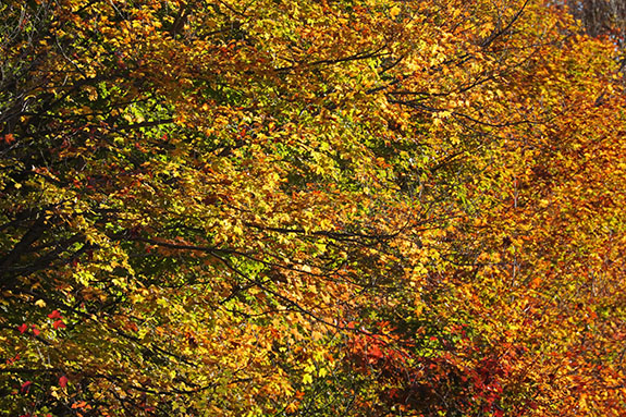 Fall colour in Algonquin Park on October 1, 2025 Fall colour in Algonquin Park on October 1, 2025