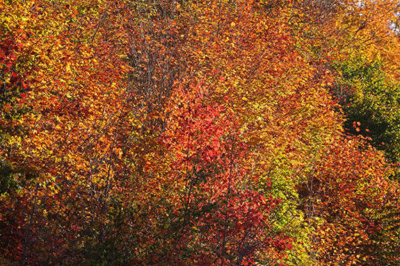 Along Highway 60 in Algonquin Park on October 1, 2025 Along Highway 60 in Algonquin Park on October 1, 2025