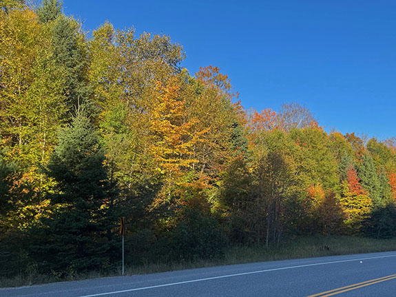 Fall colour in Algonquin Park on October 1, 2025 Fall colour in Algonquin Park on October 1, 2025