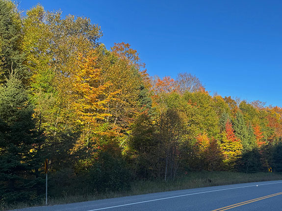 At km 50 of Highway 60 in Algonquin Park on October 1, 2025 At km 50 of Highway 60 in Algonquin Park on October 1, 2025