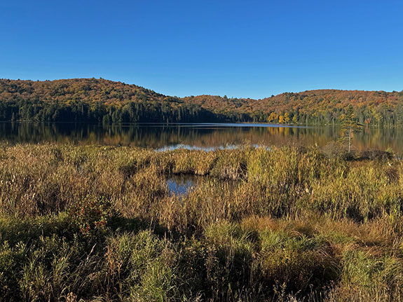 At km 48 of Highway 60 in Algonquin Park on October 1, 2025 At km 48 of Highway 60 in Algonquin Park on October 1, 2025
