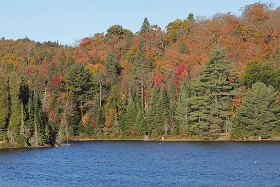 At km 10 of Highway 60 in Algonquin Park on October 1, 2025 At km 10 of Highway 60 in Algonquin Park on October 1, 2025