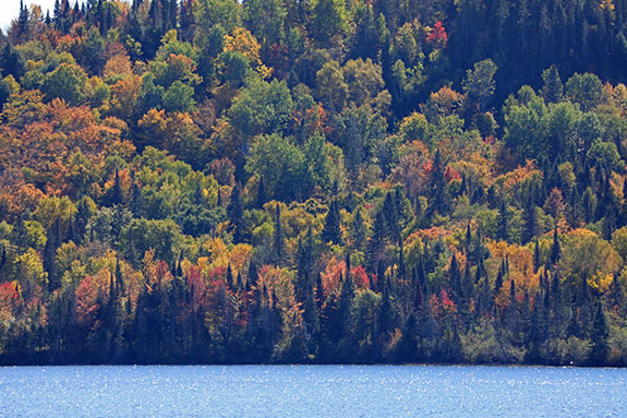 At km 32 of Highway 60 in Algonquin Park on October 1, 2025 At km 32 of Highway 60 in Algonquin Park on October 1, 2025