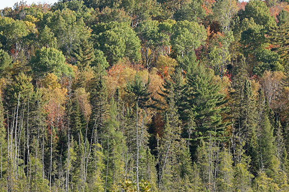 At km 41 of Highway 60 in Algonquin Park on October 1, 2025 At km 41 of Highway 60 in Algonquin Park on October 1, 2025