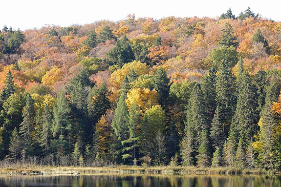 At km 49 of Highway 60 in Algonquin Park on October 1, 2025 At km 49 of Highway 60 in Algonquin Park on October 1, 2025