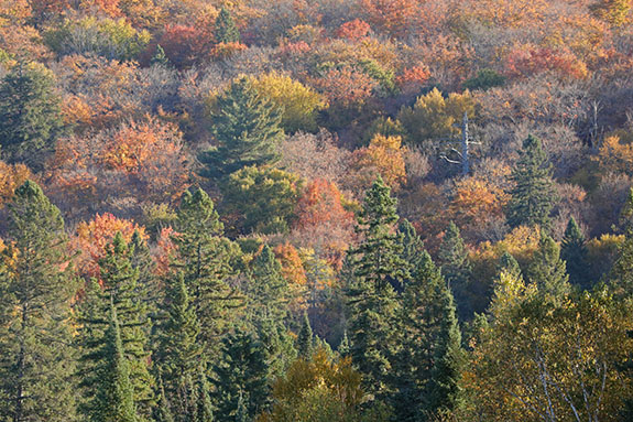 At km 8 of Highway 60 in Algonquin Park on October 1, 2025 At km 8 of Highway 60 in Algonquin Park on October 1, 2025