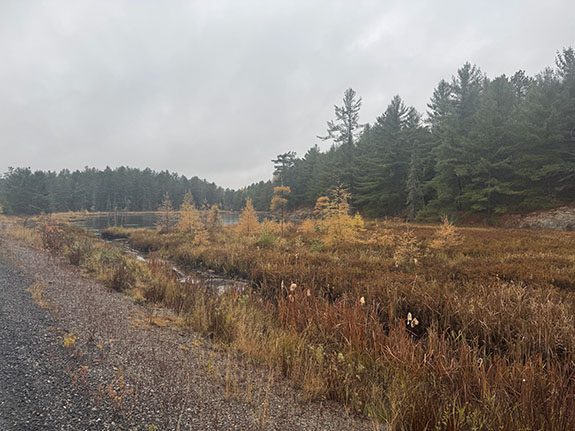 Image: Fall colour along Highway 60 in Algonquin Park on October 23, 2025. (Click image to enlarge.) Image: Fall colour along Highway 60 in Algonquin Park on October 23, 2025. (Click image to enlarge.)