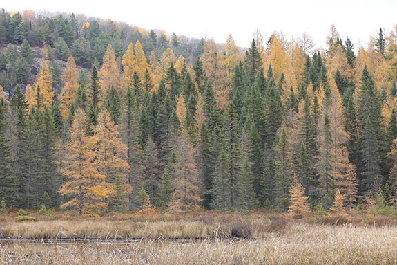 Image: Fall colour along Opeongo Road in Algonquin Park on October 24, 2025. (Click image to enlarge.) Image: Fall colour along Opeongo Road in Algonquin Park on October 24, 2025. (Click image to enlarge.)