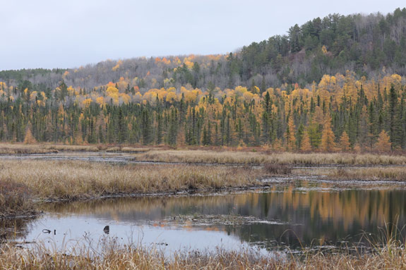 Image: Fall colour along Opeongo Road in Algonquin Park on October 24, 2025. (Click image to enlarge.) Image: Fall colour along Opeongo Road in Algonquin Park on October 24, 2025. (Click image to enlarge.)