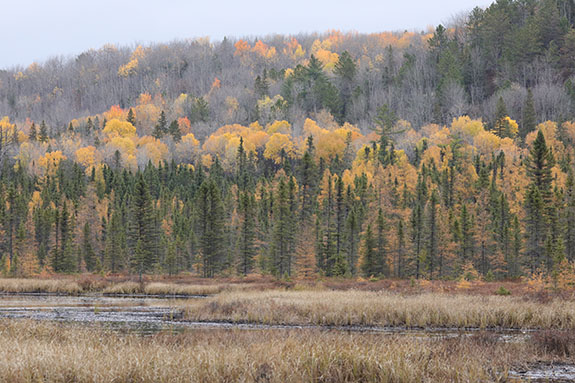 Image: Fall colour along Opeongo Road in Algonquin Park on October 24, 2025. (Click image to enlarge.) Image: Fall colour along Opeongo Road in Algonquin Park on October 24, 2025. (Click image to enlarge.)