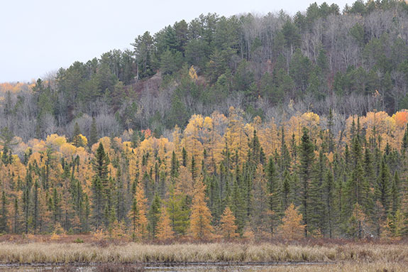 Image: Tamarack and remain poplar fall colour along Opeongo Road in Algonquin Park on October 24, 2025. (Click image to enlarge.) Image: Tamarack and remain poplar fall colour along Opeongo Road in Algonquin Park on October 24, 2025. (Click image to enlarge.)