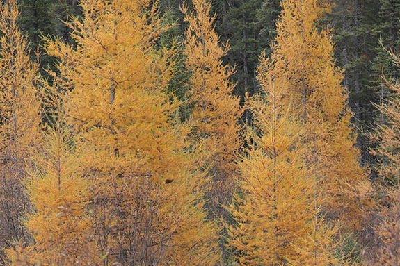 Image: Tamarack fall colour along Opeongo Road in Algonquin Park on October 24, 2025. (Click image to enlarge.) Image: Tamarack fall colour along Opeongo Road in Algonquin Park on October 24, 2025. (Click image to enlarge.)
