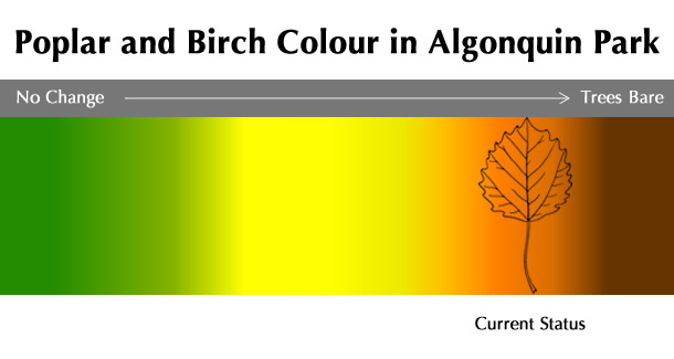 Current Poplar and Birch Colour Status in Algonquin Park Current Poplar and Birch Colour Status in Algonquin Park