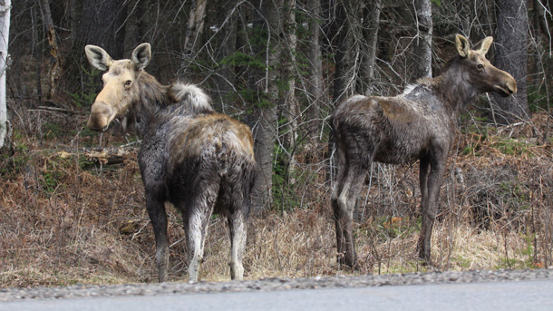 Cow Moose and Yearling in Algonquin Park