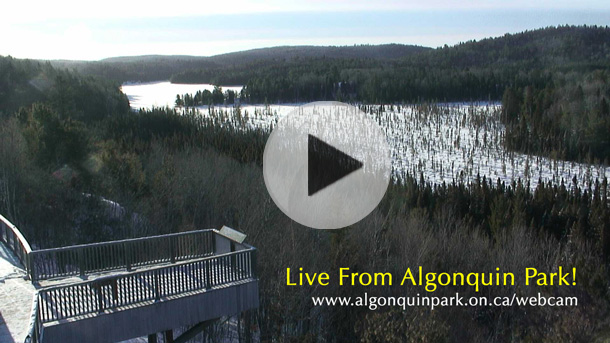 Click for a live view from Algonquin Park
