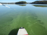 Dickson Lake Algae Bloom - September 2014