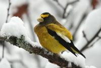 Evening Grosbeak in Winter Algonquin Park