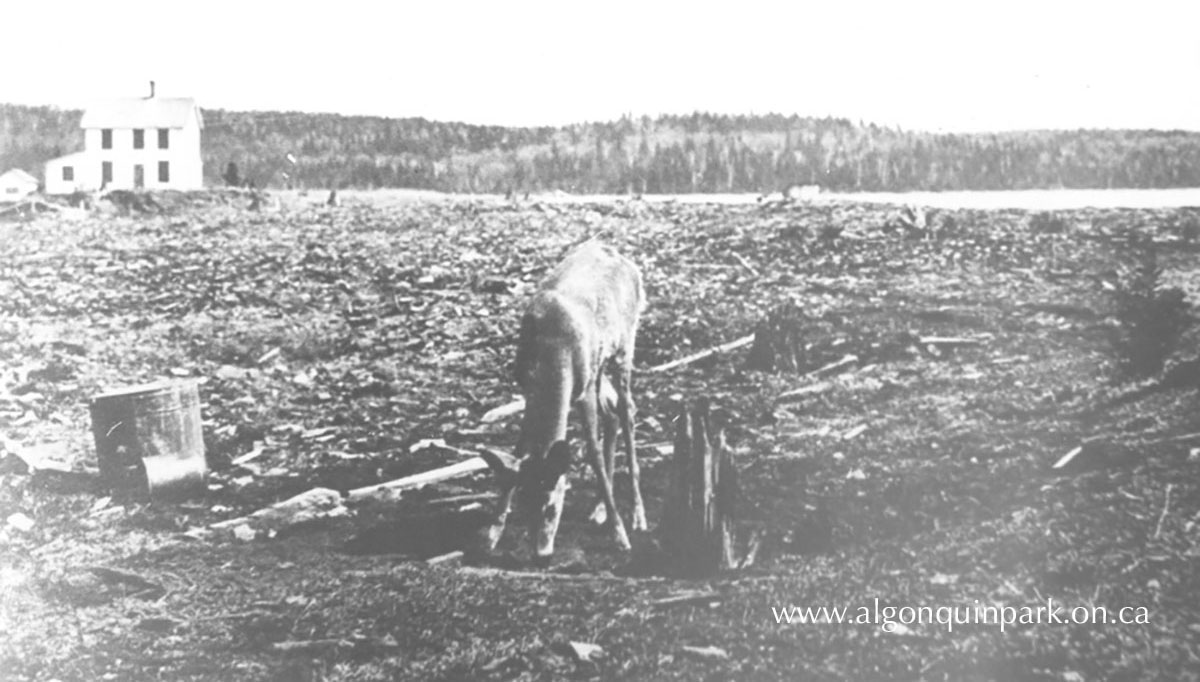 Deer in the remains of the chip yard left from the operations of the Gilmour Lumber Co. mill at Mowat, Canoe Lake. The deer is licking salt that has absorbed into the soil from a storage shed where the lumber company stored supplies including barrels of salt pork. 