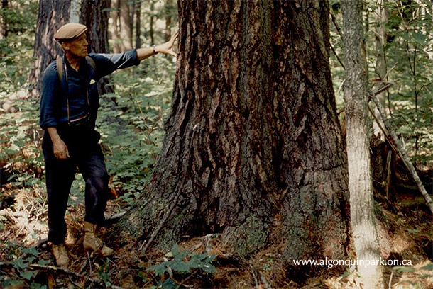 Image: George McGee, friend of MacLulich, under White Pine at Big Crow in August of 1974. APPAC, 1977.9.237.15. Donated from the Collection of Dr. Duncan A. MacLulich by daughter M.A. Capstick