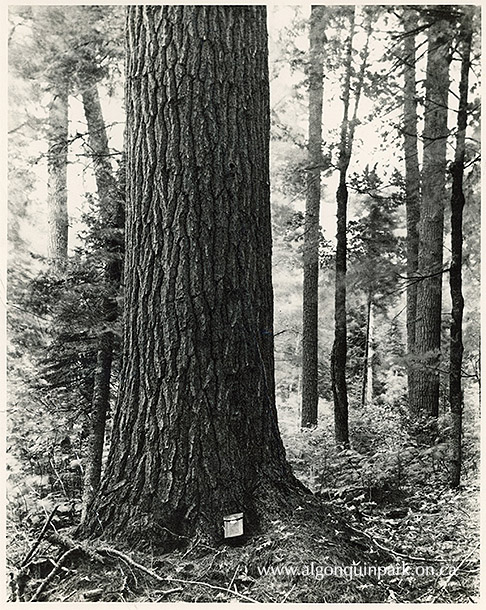 Image: Old White Pine from Big Crow Lake, 1938. APPAC, 1977.9.208. Donated from the Collection of Dr. Duncan A. MacLulich by daughter M.A. Capstick