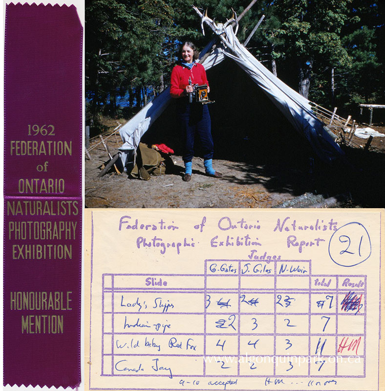 Image: Rose Thomas poses with her camera in front of a canvas tent, c. 1950s – 1970s. The scorecard for her submissions to the 1962 Federation of Ontario Naturalists Photographic Exhibition was mailed to her at Kish-Kaduk Lodge, Algonquin Park. She received this Honourable Mention ribbon for her submission of a photograph of a baby Red Fox. APPAC, 1972.3.109.33,1972.3.246, 1972.3.247, Thomas and Wilkinson. 
