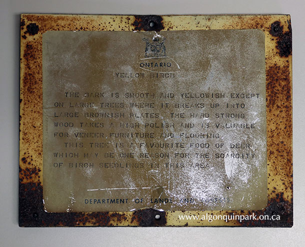 Image: Ontario Department of Lands and Forests nature trail sign, 7&rdquo; x 9&rdquo;, metal on plywood backing, c. late 1950s &ndash; 1960s. This sign is for &ldquo;Yellow Birch&rdquo; and explained to visitors: &ldquo;The bark is smooth and yellowish except on large trees where it breaks up into large brownish plates. The hard strong wood takes a high polish and is valuable for veneer furniture and flooring. The tree is a favourite food of deer which may be the reason for the scarcity of birch seedlings in this area.&rdquo; APPAC. 