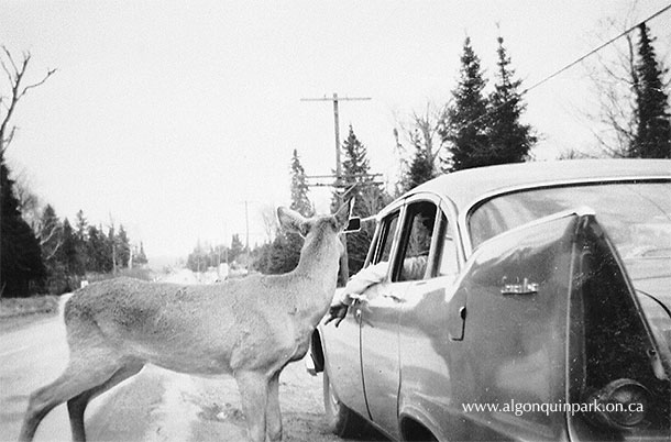 A White-tailed Deer being fed from a car along Highway 60, 1957. APPAC, APM 2922, J. Kuiack. 