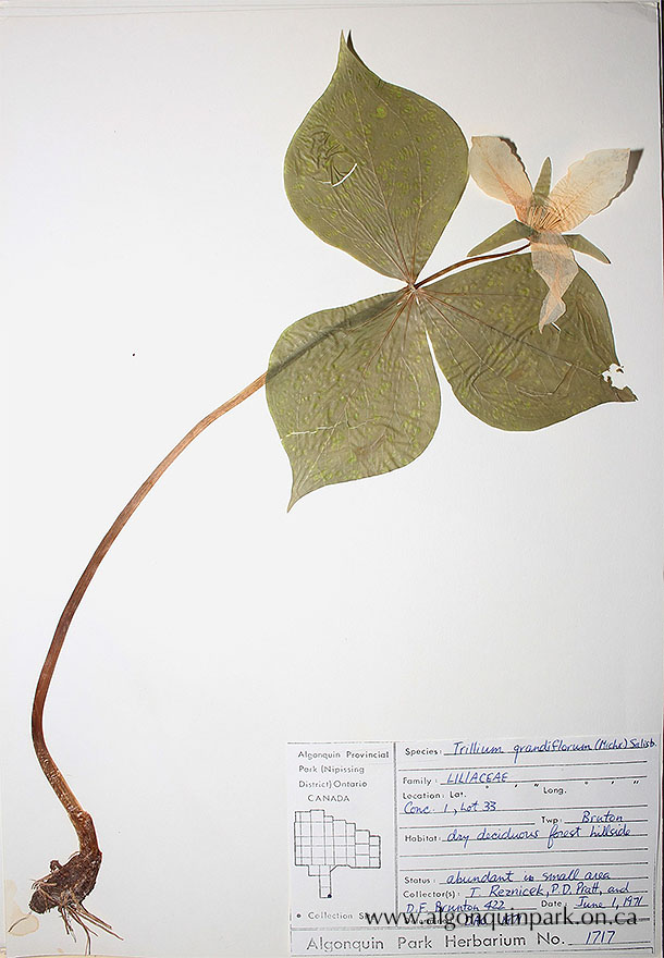 Herbarium record #1717, Large White Trillium (Trillium grandiflorum). Collected June 1, 1971.