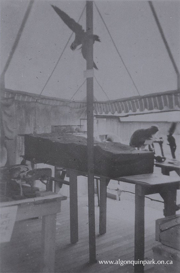 Interior of the first Algonquin Park Museum, a tent at Cache Lake, c. 1946. APPAC, 1994.3.23. 