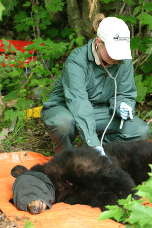 Bear Research Algonquin Park