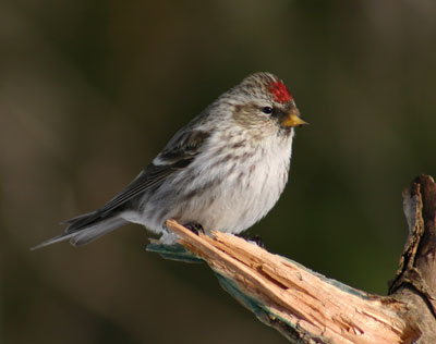 Common Redpoll