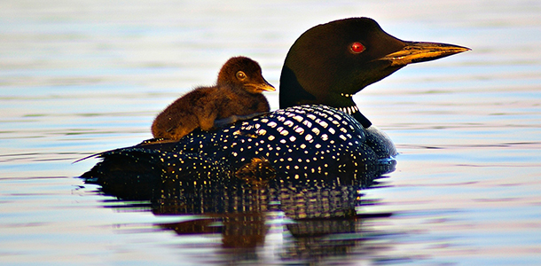Common Loon with young chick in Algonquin Park. Photo by Peter Ferguson.