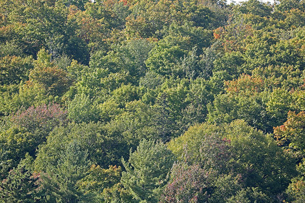 Maple dominated hillside in Algonquin Park on September 10, 2024 