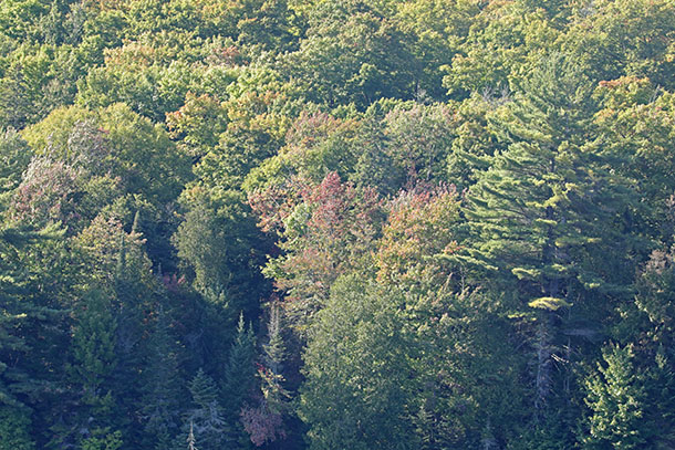 Along Highway 60 in Algonquin Park on September 10, 2024