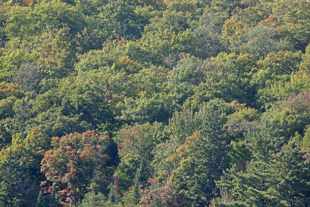 Fall colour in Algonquin Park on September 10, 2024