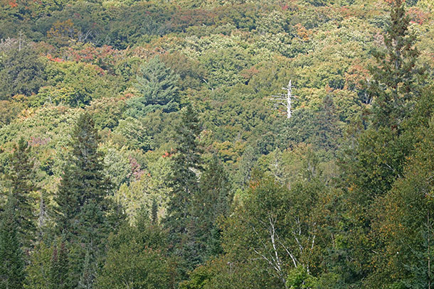 At km 8 of Highway 60 in Algonquin Park on September 10, 2024