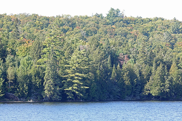 At km 10 of Highway 60 in Algonquin Park on September 10, 2024