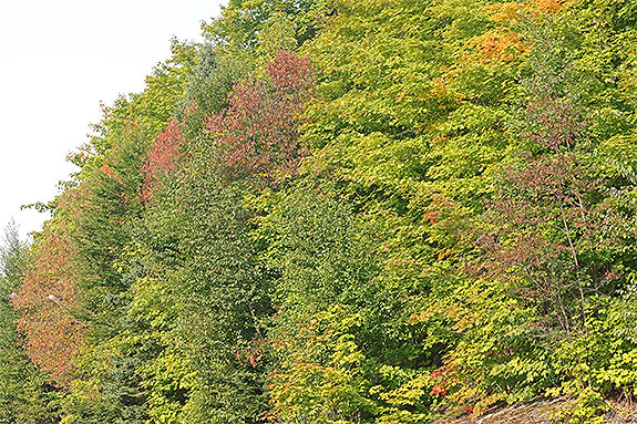 Fall colour along Highway 60 in Algonquin Park on September 13, 2024 (click to enlarge). 