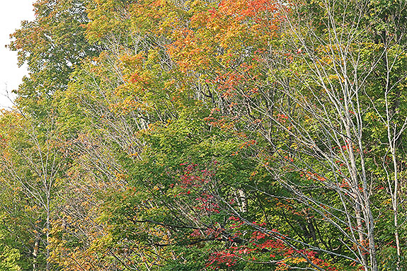 Fall colour along Highway 60 in Algonquin Park on September 13, 2024 (click to enlarge). 