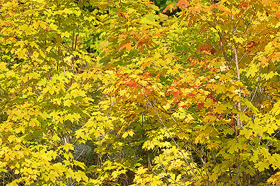 Fall colour along Highway 60 in Algonquin Park on September 13, 2024 (click to enlarge).