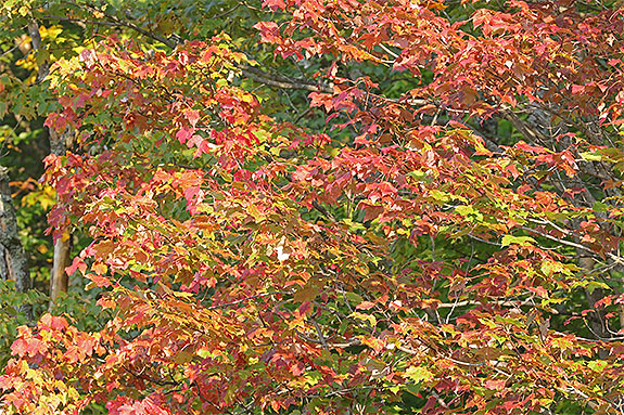 Fall colour along Highway 60 in Algonquin Park on September 13, 2024 (click to enlarge). 
