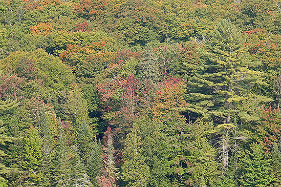 Near km 10 of Highwayt 60 in Algonquin Park on September 13, 2024 (click to enlarge). 