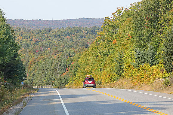 At km 16 of Highway 60 in Algonquin Park on September 13, 2024 (click to enlarge). 