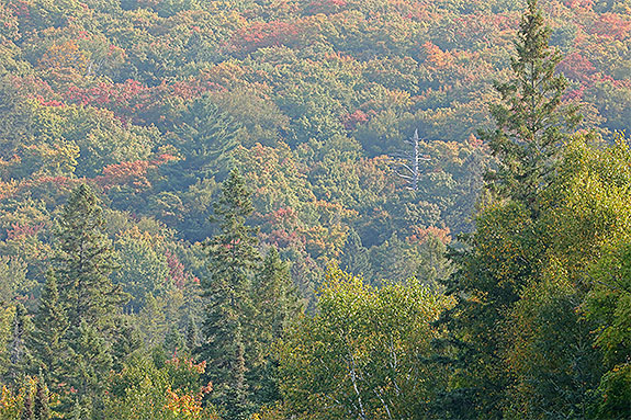 At km 8 of Highway 60 in Algonquin Park on September 13, 2024 (click to enlarge). 