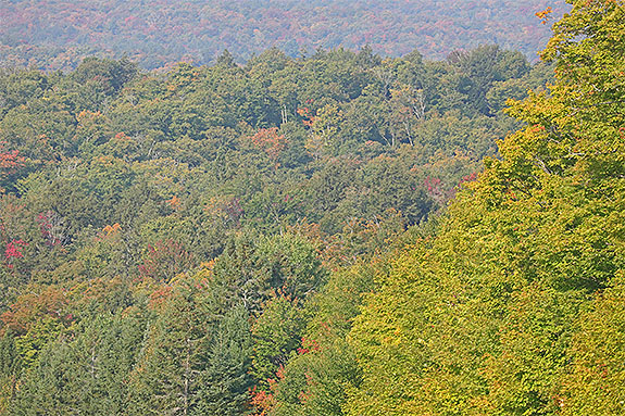 Hardwood forest near Smoke Lake in Algonquin Park on September 13, 2024 (click to enlarge). 