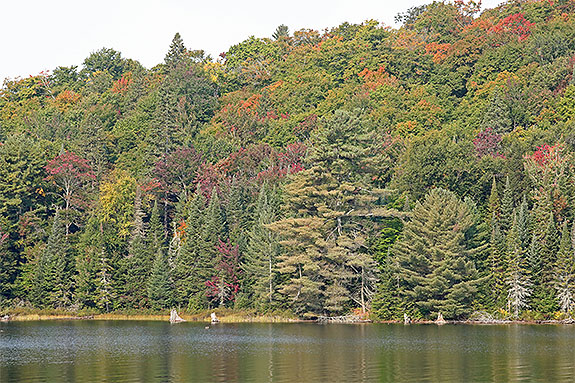 At Tea Lake in Algonquin Park on September 13, 2024 (click to enlarge). 