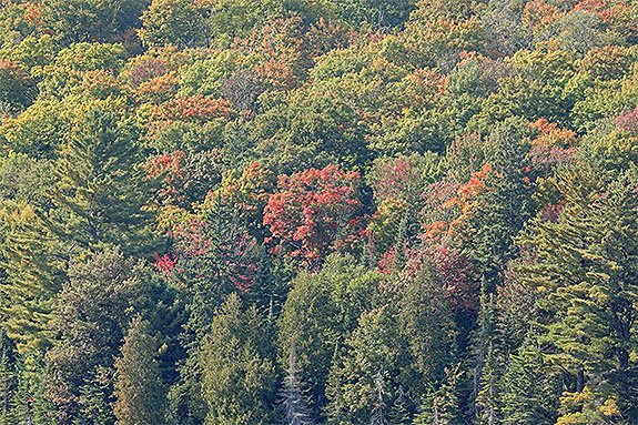 Along Highway 60 in Algonquin Park on September 16, 2024